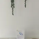 Nikos Appartement Livadia (Tilos)
